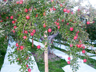 りんごの樹